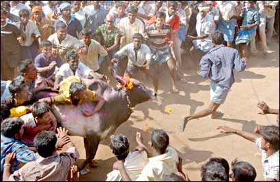 Jallikattu - The ancient Tamil sport Jallikkattu is still conducted annually in the villages of Tamil nadu.