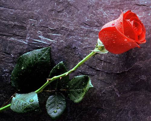 rose - MY photo