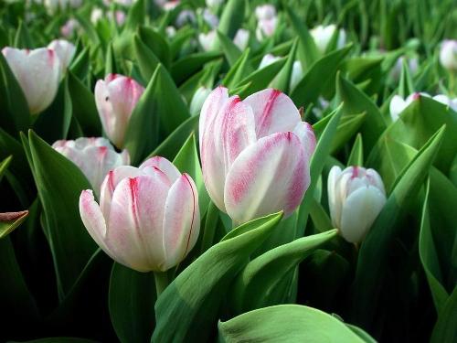tulips - TULIPS be mine