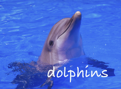 dolphins - it is a dolphin. dolphins - it is a dolphin.