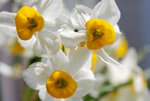 narcissus - I plant it.It smells nice!It's a pity U can't smell it.