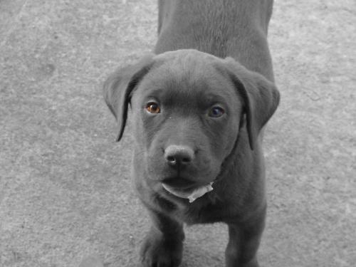 Puppy - A Picture of my Chocolate Lab Puppy