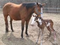 Mama Lacie and Baby Rio -  Rio (Rockin' Doc Fleet)