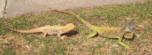 Piston & Moser - My Bearded Dragon Piston {left} and Iguana Moser {right} enjoying the first warm day of the year.