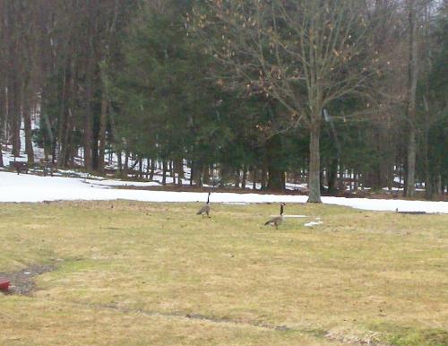 A Couple Geese - A copuple geese. I got about 50 feet from them before they took off. 