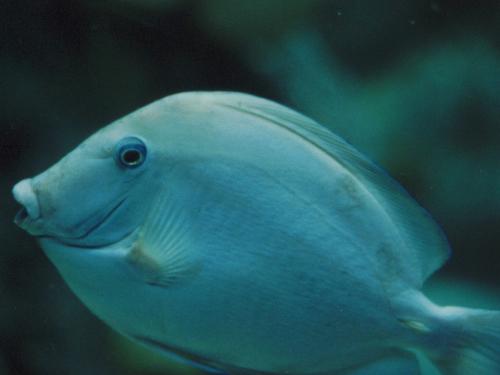 fishes bets - i love bets do u love them