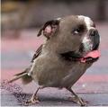 Bird Dog - My trademark! I refer real estate specialist to each other!