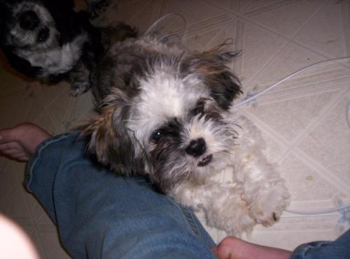 Snapdragon - This is my puppy a bichon shih zu named snapdragon. Shes going to be 2 years old in june - really not a puppy anymore.   She has a very bad haircut in this picture but shes a sweetie.