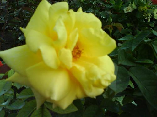 Yellow Rose - A yellow rose... not from Texas... but from the Philippines...