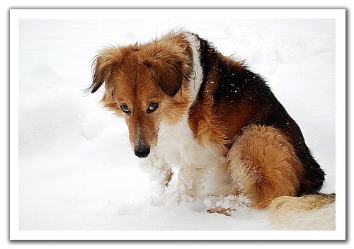 A dog - Can I come in now