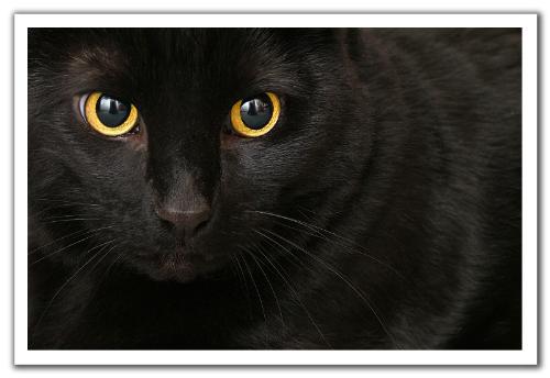 black  - cat