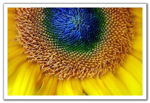 sunshine - flower