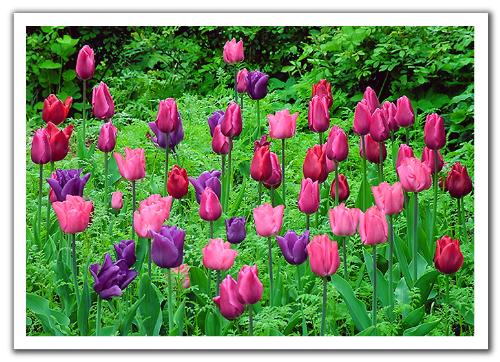 tulips - flowers