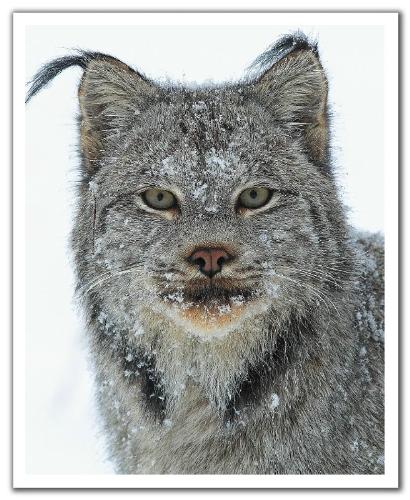 wild - portrait