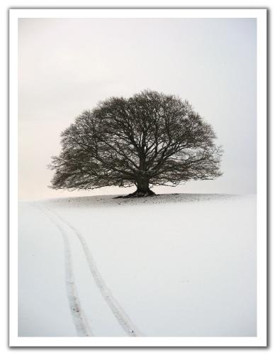 winter - wonderland