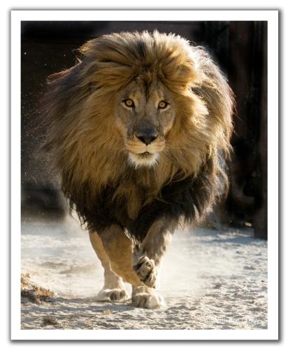 zeus - lion