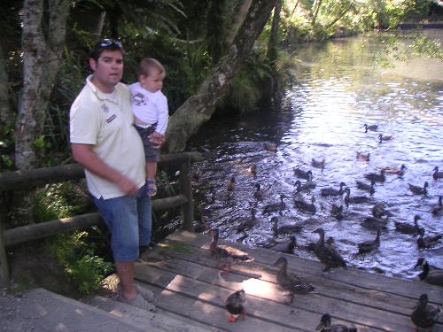 walks - walking in the park around the lake in New Zealand and watching the ducks