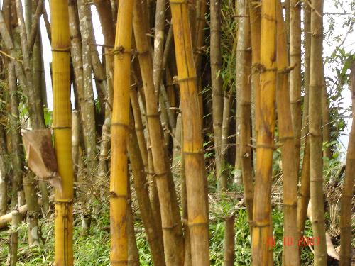 Bamboo Jungle! - Its a nice looking bamboo Jungle! isn't it?