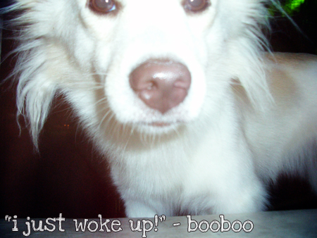 Booboo just woke up - This is my dog, Booboo. She's a mix breed of Japanese Spitz and Labrador Retriever. Isn't she cute?