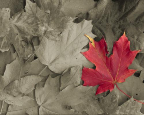 A Maple Leaf - A beautiful maple leaf
