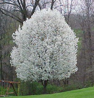 flowering pear tree - a beautiful sign of spring