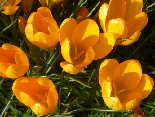 spring flowers - Theses are so refreshing