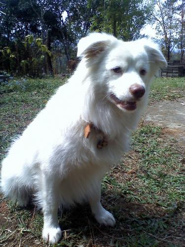 picture of a dog - this is the picture of my dog.
