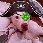 Matey Scrappers - little Scrappy as pirate