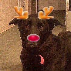 jolly puppy - Kilo the Red-Nosed Rein-dog