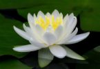 white Lotus - Beautiful Lotus