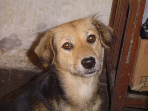 blacky - she`s a girl but she acts like a boy