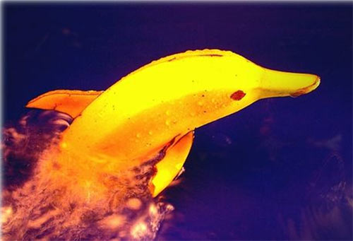 banana - swim