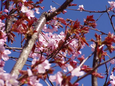 Flowering Cherry Tree - In front garden of my home