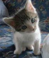 Cat,Pets,Animals - Kitten