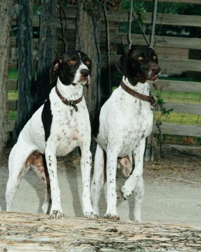 Pet Dogs - Pet dogs
