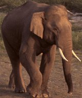 Wild Animals,elephants - Single male tusker elephant