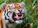 Wild animals - tiger roaring