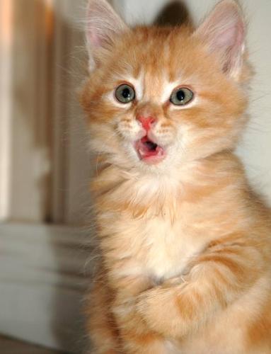 cat - A cat, what is she doing now? What surprised her?