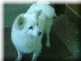 Dogs - Pet Pomaranian dog