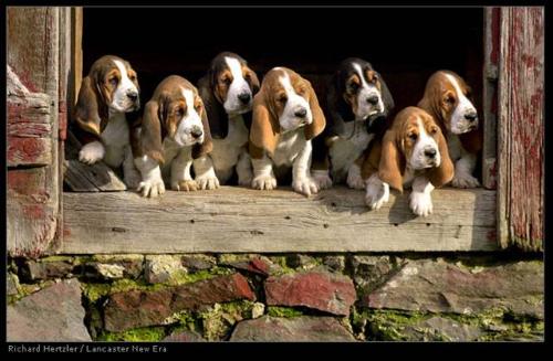 Dogs - many pups in a single row
