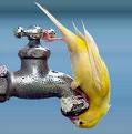 Pets - Clever parrot
