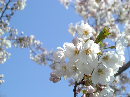 cherry blossom - beautiful cherry blossoms seen last sunday