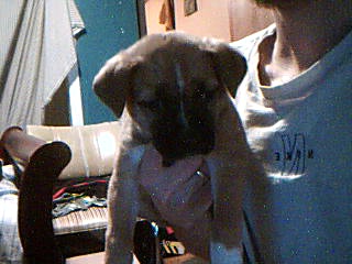 pets - This is Tinkerbell , she is boxer/shepard/pit mix puppy