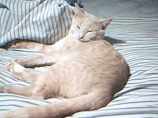 pets - This is sammy our cat