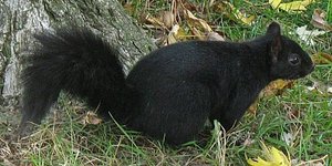 Springtime! - Black squirrel in the spring