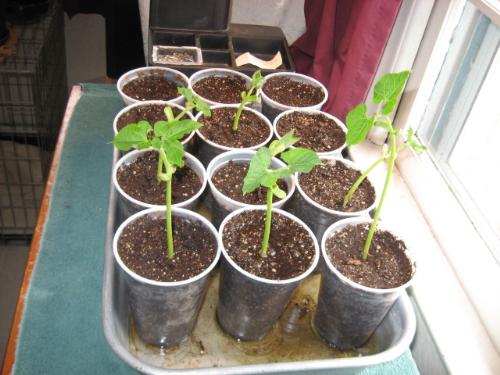 Green Beans - Started indoors for planting outside once the threat of frost passes