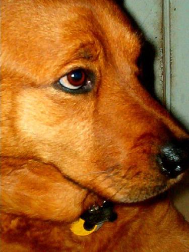 Hobbs - This is a picture of my dog Hobbs. She is half Rhodesian Ridgeback, Golden Retriever and German Shephard and is a sweet loving 6 year old 80# girl!