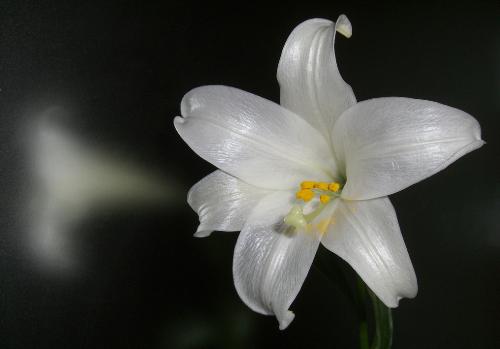 lily - My lot name is lily3753,and my english name is Lily , because I do like Lily .She is really so beautiful.