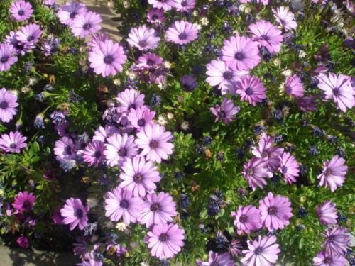 African Daisies - My garden is blooming. It's a wonderful Spring.