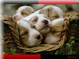 Pups - small dogs,pups
